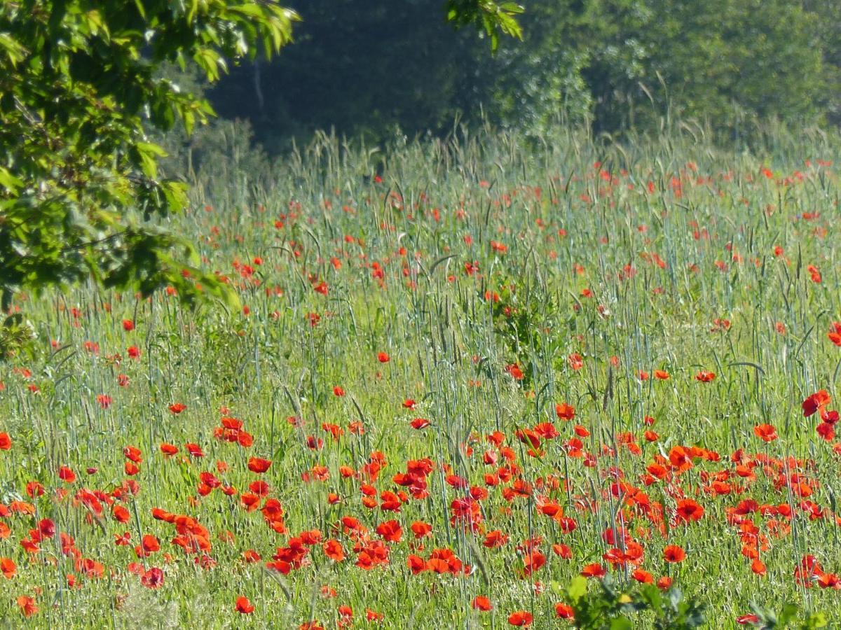Au Ptit Coquelicot Villa Houyet Exterior photo